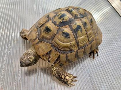 4 Griechische Landschildkröten (Testudo hermanni-hermanni)