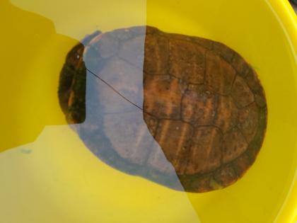 Schildkröten 3 Stück