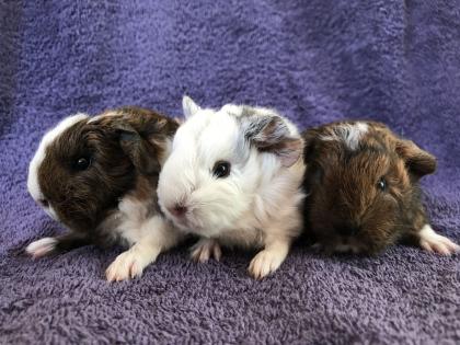 Zwergkaninchen und Meerschweinchen aus langjähriger Hobbyzucht!