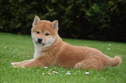 Shiba-Inu Rüden mit Papieren