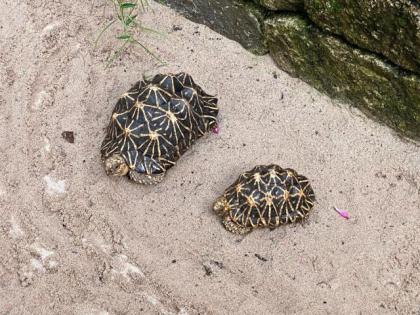 Sternenschildkröten 