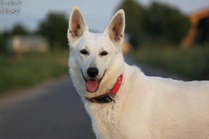 Wenn alles gut gegangen ist, erwarten wir Anfang August Weisse Schäferhund Stock