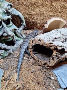 Blauzungenskink mit komplettem Terrarium