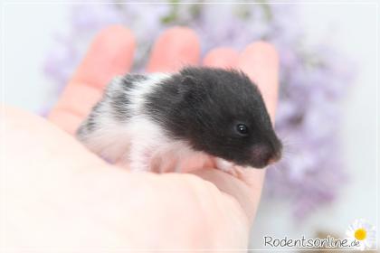 Zauberhafte, zahme Goldhamster und Teddyhamster