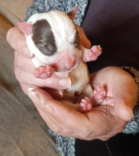 OEB Old English Bulldog Welpen Hund Hunde Hundebabys Babys