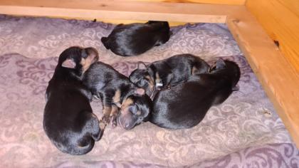 Jagtterrier Patterdaleterrier Welpen