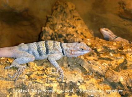 Gebänderter Felsenleguan, Petrosaurus repens