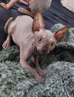 Sphynx Jungkatzen suchen ein liebevolles Zuhause