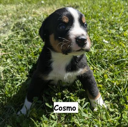 Appenzeller Sennenhund Welpen