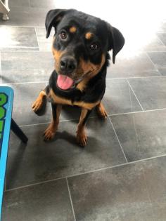 Rottweiler Hündin sucht neues Zuhause