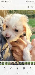 Verschmuster kleiner Chinese Crested Junge sucht umständehalber ein neues Plätzc
