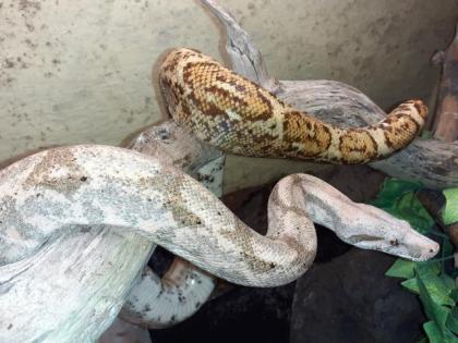1,1 Hog Island Boas, Boa constrictor imperator 
