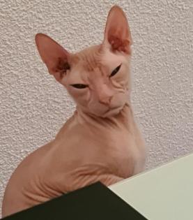 Don Sphynx mit Stammbaum