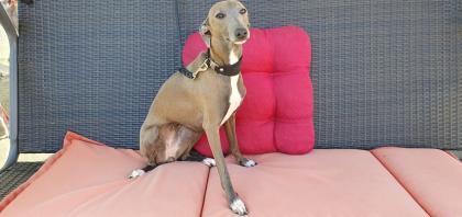 Italienisches Windspiel... Italian Greyhound
