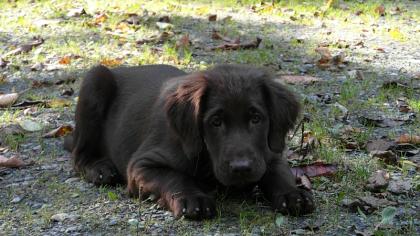 Flat coated Retriever in schwarz und braun abgabebereit