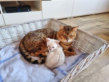 Bengalkitten mit Stammbaum