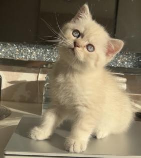 Bkh kitten  Kristall blauen Augen