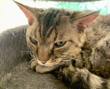 Zauberhafte Bengal Devon Rex Kitten aus Traumverpaarung