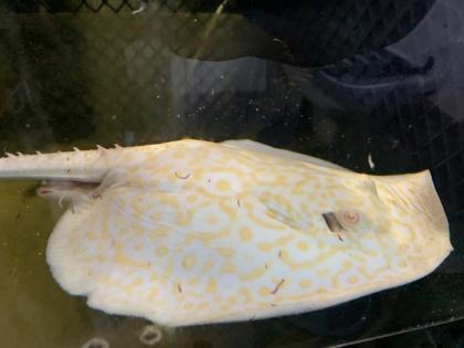 Potamotrygon Albino HYBRIDEN Golden Base