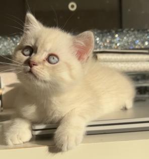 Bkh kitten  Kristall blauen Augen