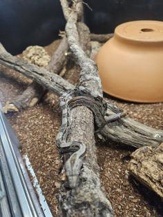 Boa Constrictor  Imperator