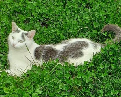 Balu - weiß-grauer Kater sucht liebevolles Zuhause! (aus dem Tierschutz)