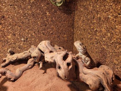 Zwergbartagamen (Adult) Pogona Henrylawsoni Pärchen mit Terrarium