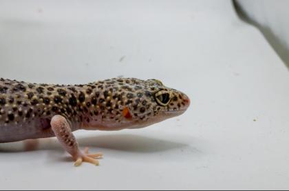 Leopardgecko 1.13.16