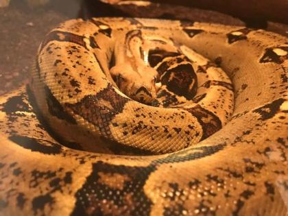Adulte Boa C.I. Weibchen (opt. mit Terrarium)