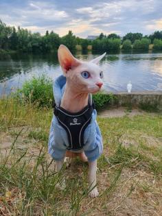 Deckkater Canadian Sphynx Odd Eyed