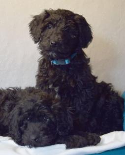 Zauberhafte Blackdoodle ( Goldendoodle) Welpen abzugeben