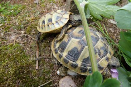 Landschildkröten