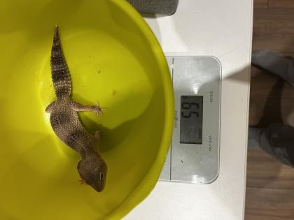 3 neugierige Leopardgeckodamen