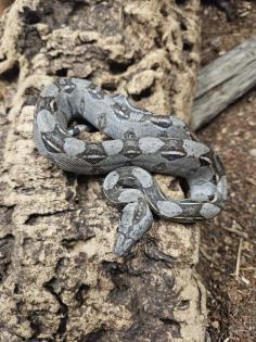 Boa Constrictor  Imperator