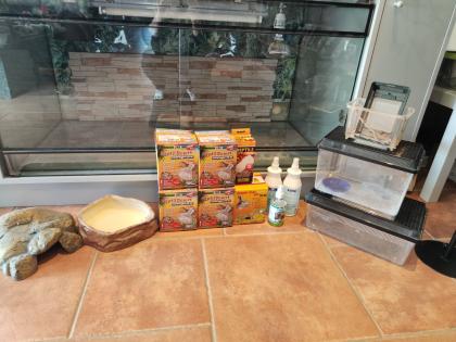 Bartagame (m) mit großem Terrarium, Quarantäneterrarium inkl. Beleuchtung und vi