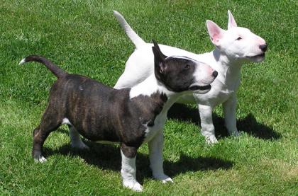 Miniature Bullterrier welpen