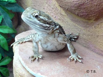 Zwergbartagamen ( Jungtiere ) Pogona Henrylawsoni - Berlin !