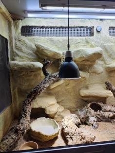Bartagame (m) mit großem Terrarium, Quarantäneterrarium inkl. Beleuchtung und vi