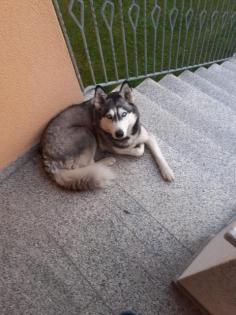 Husky Hund