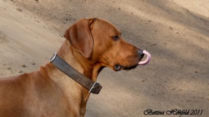 Rhodesian Ridgeback Deckrüde :: Bandele Bathani of S A H