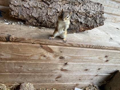 Streifenhörnchen Mia sucht ein neues Zuhause