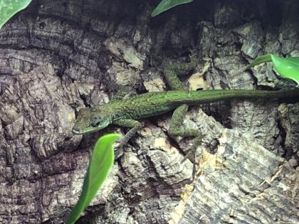 Anolis roquet summus