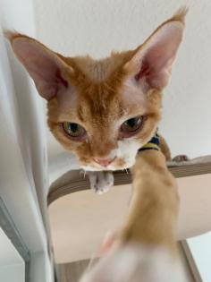 Devon Rex Kater Amour (10 Monate, kastriert) - verspielt und sehr liebevoll