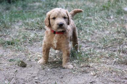 Goldendoodle MINI F1