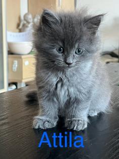 Reinrassige Maine Coon kitten