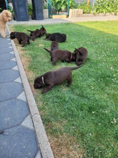 Labrador Welpen reinrassig braun