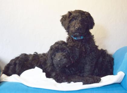 Zauberhafte Blackdoodle ( Goldendoodle) Welpen abzugeben