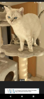 Bkh Seal silver Tabby Point mit Stammbaum 