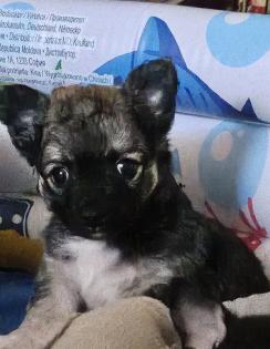 Chihuahua Welpen  kleine Therapeute