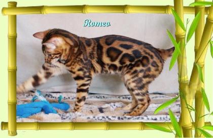 Exklusiver und pfiffiger Bengal Kater, Donat Rosetten, Eyecatcher, unkastriert!